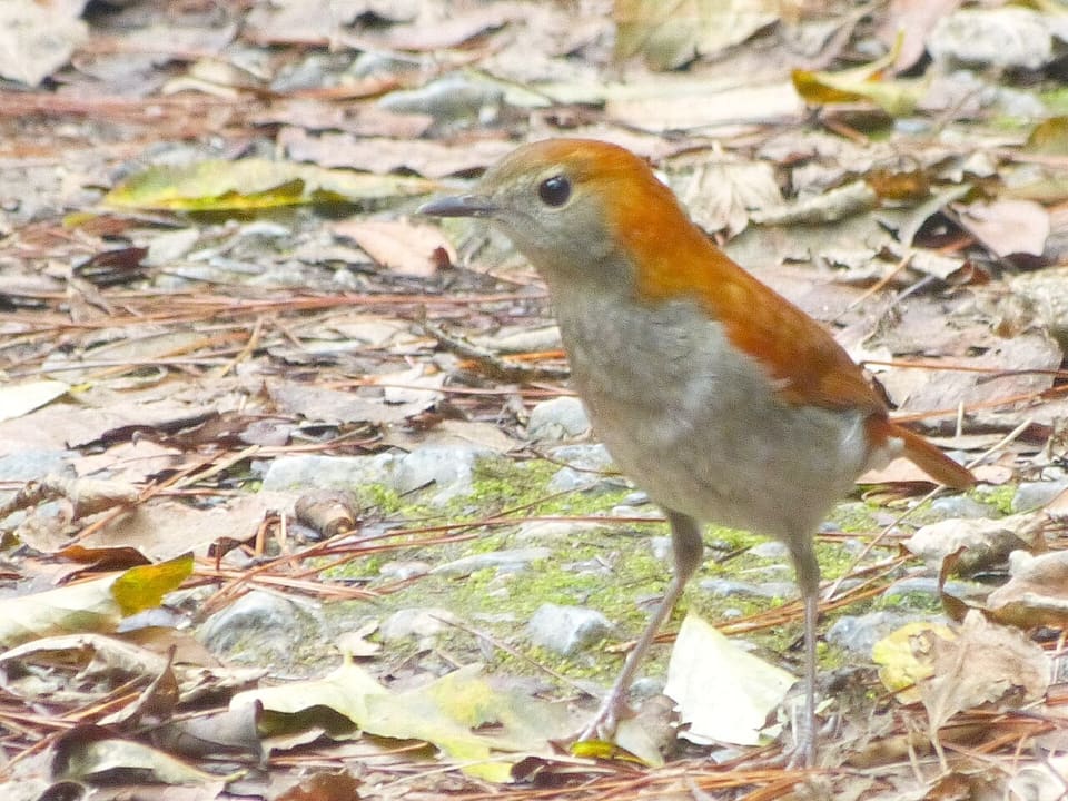 アカヒゲ