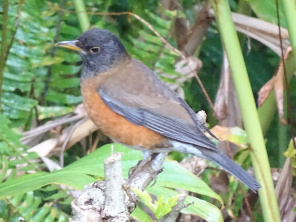 アカコッコ