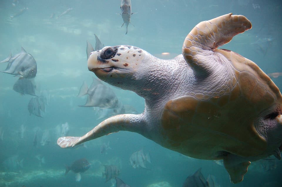 アカウミガメ