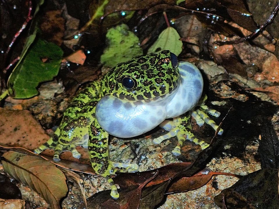 アマミイシカワガエル