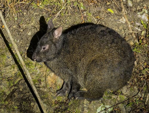 アマミノクロウサギ