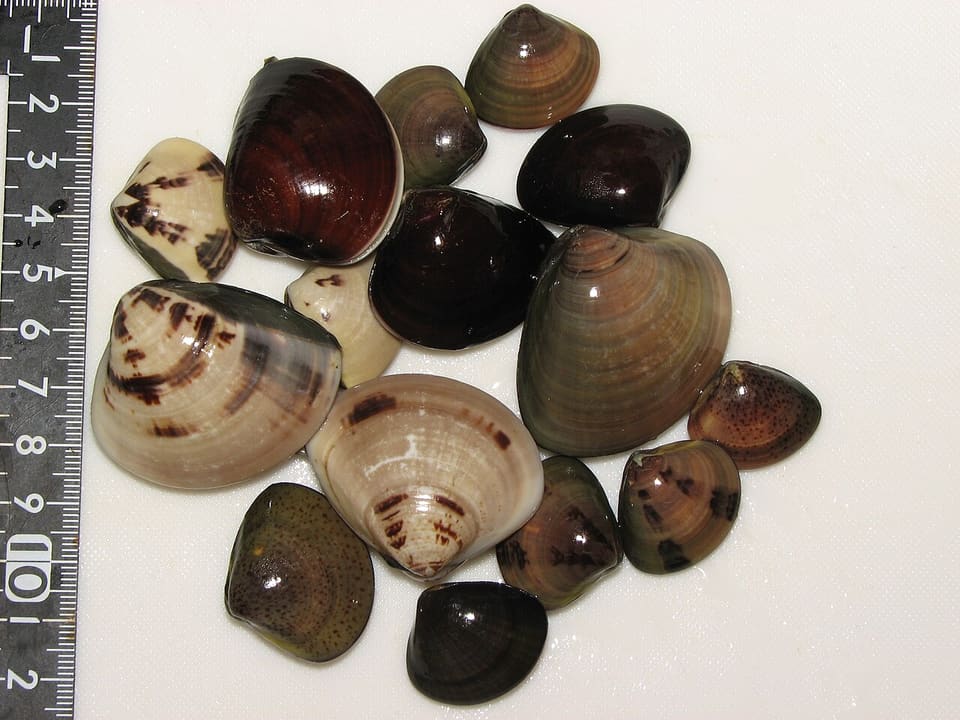 ハマグリ