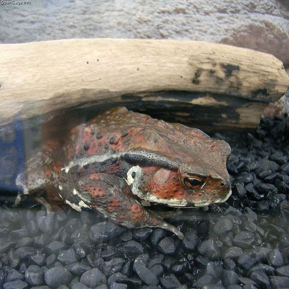 ヒキガエル