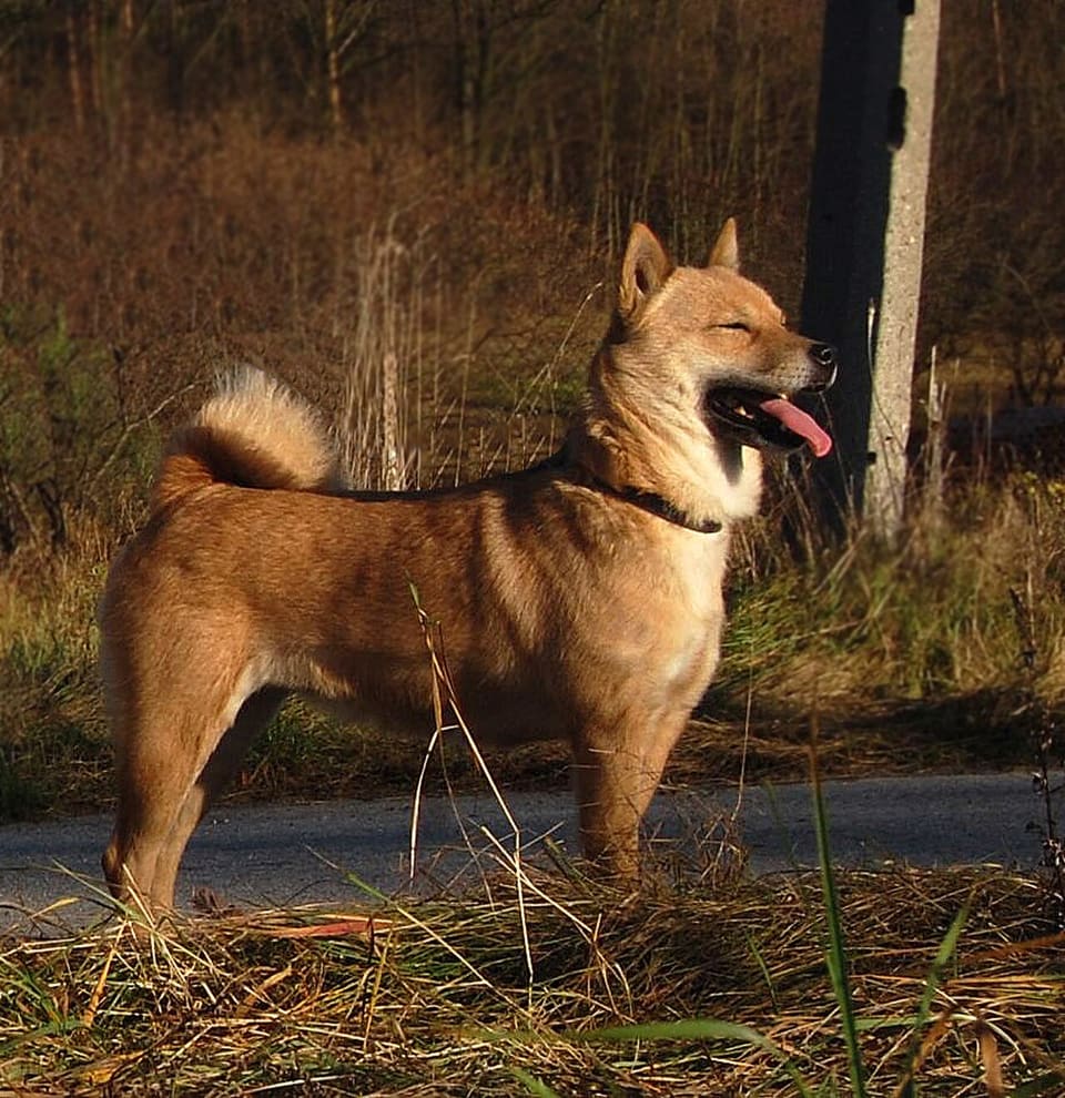 北海道犬