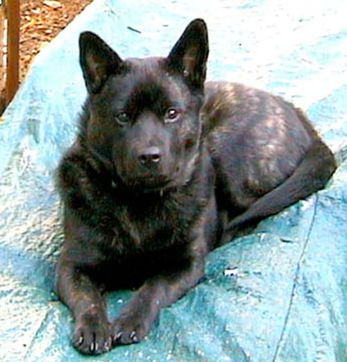 甲斐犬