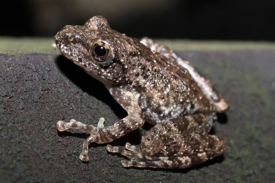 カジカガエル