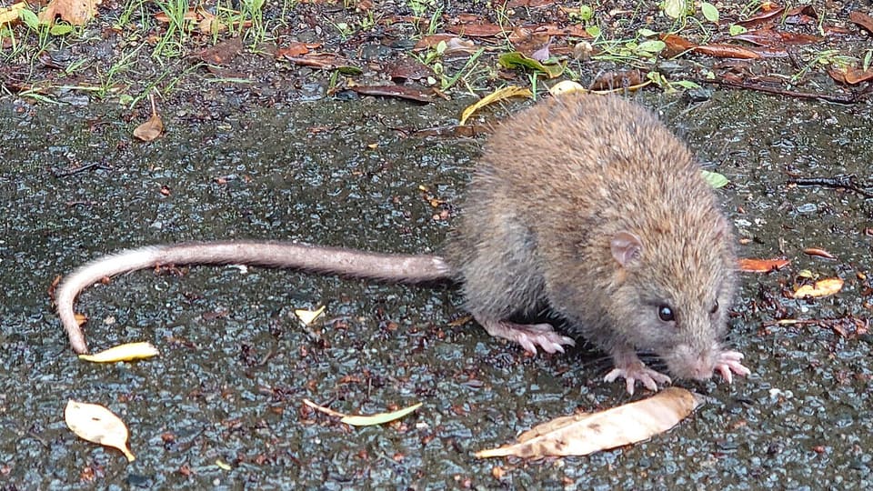 ケナガネズミ