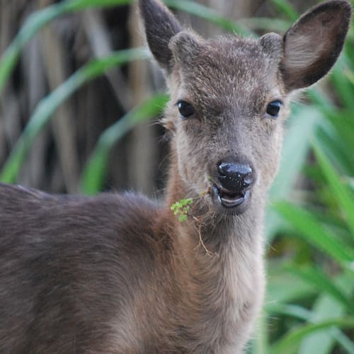 ケラマジカおよびその生息地