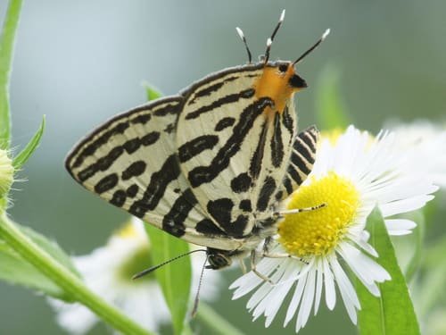 キマダラルリツバメチョウ生息地