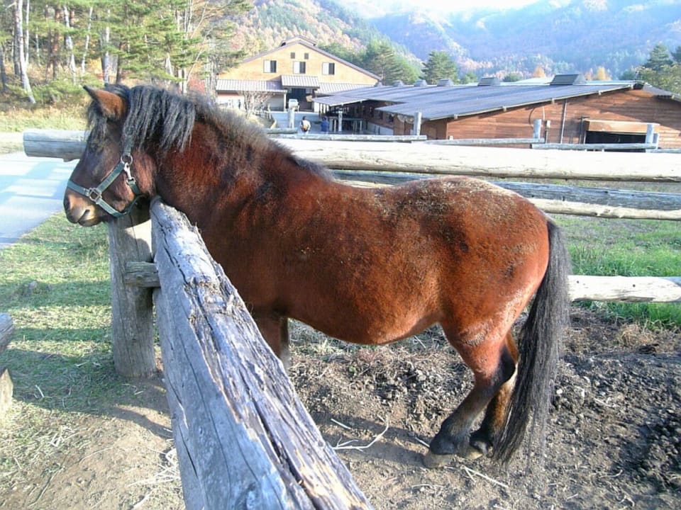 木曽馬