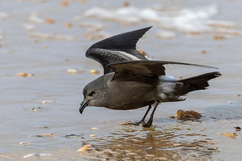 大黒島海鳥繁殖地