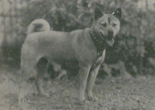 越の犬