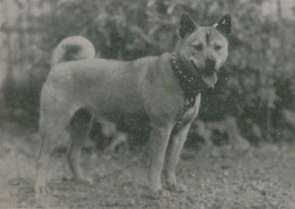 越の犬