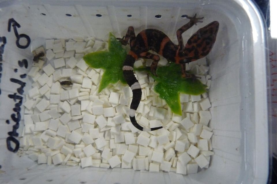 マダラトカゲモドキ
