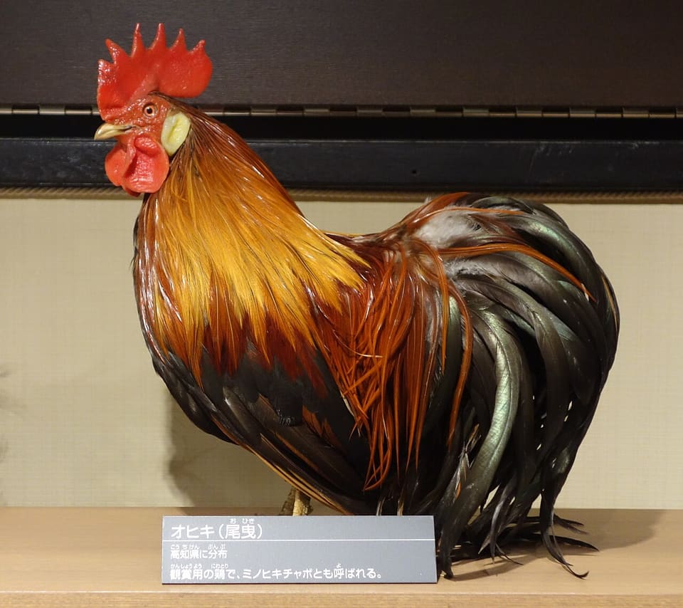 蓑曳矮鶏