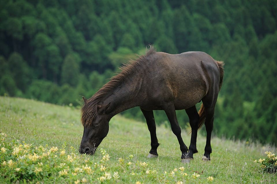 御崎馬