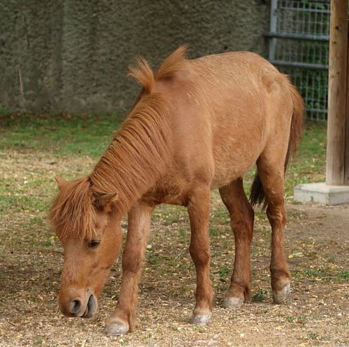 野間馬