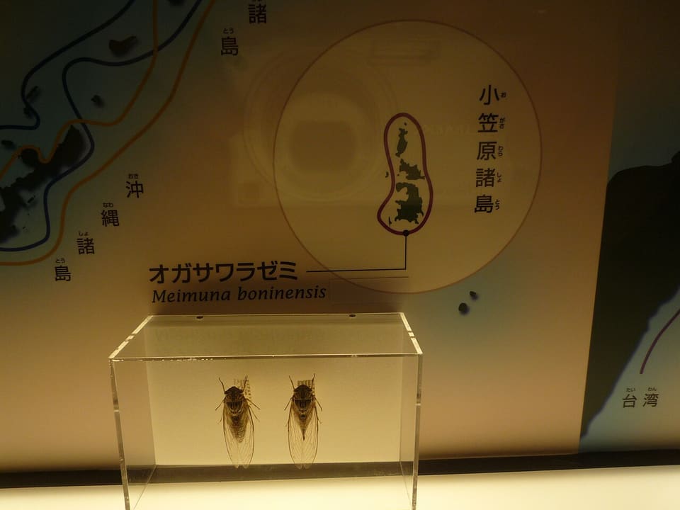 オガサワラゼミ