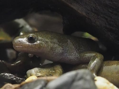 オオイタサンショウウオ