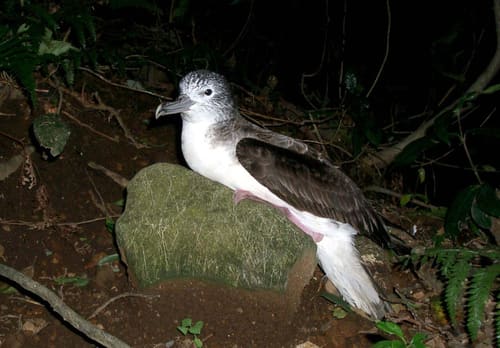 沖島オオミズナギドリ繁殖地