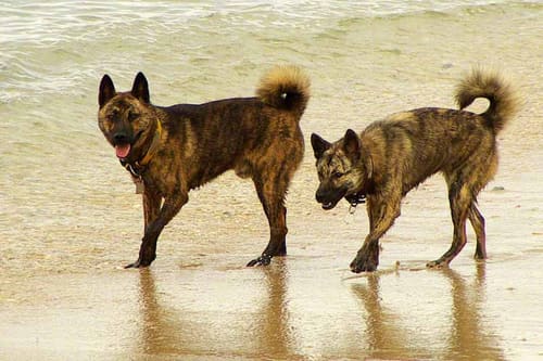 琉球犬
