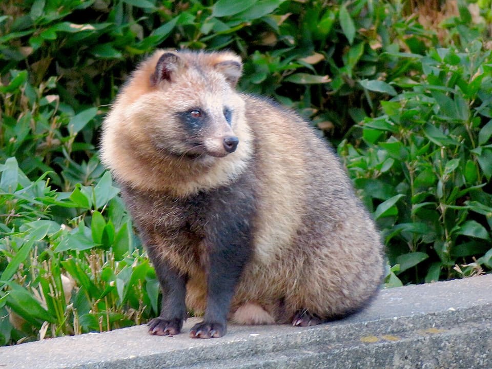 タヌキ