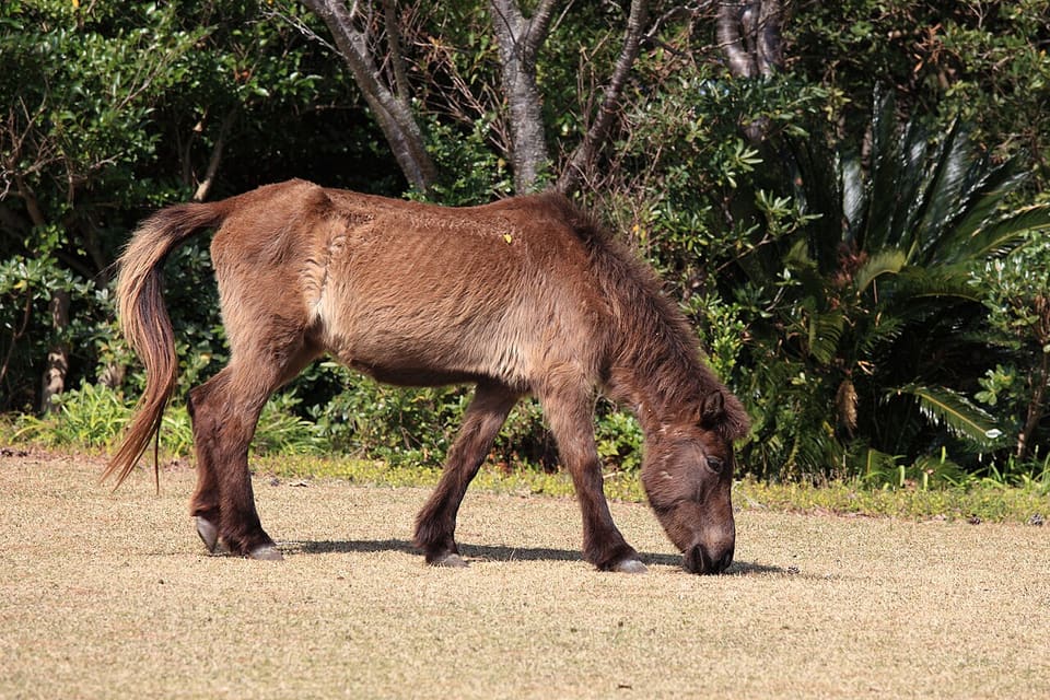 ウマ（トカラウマ）