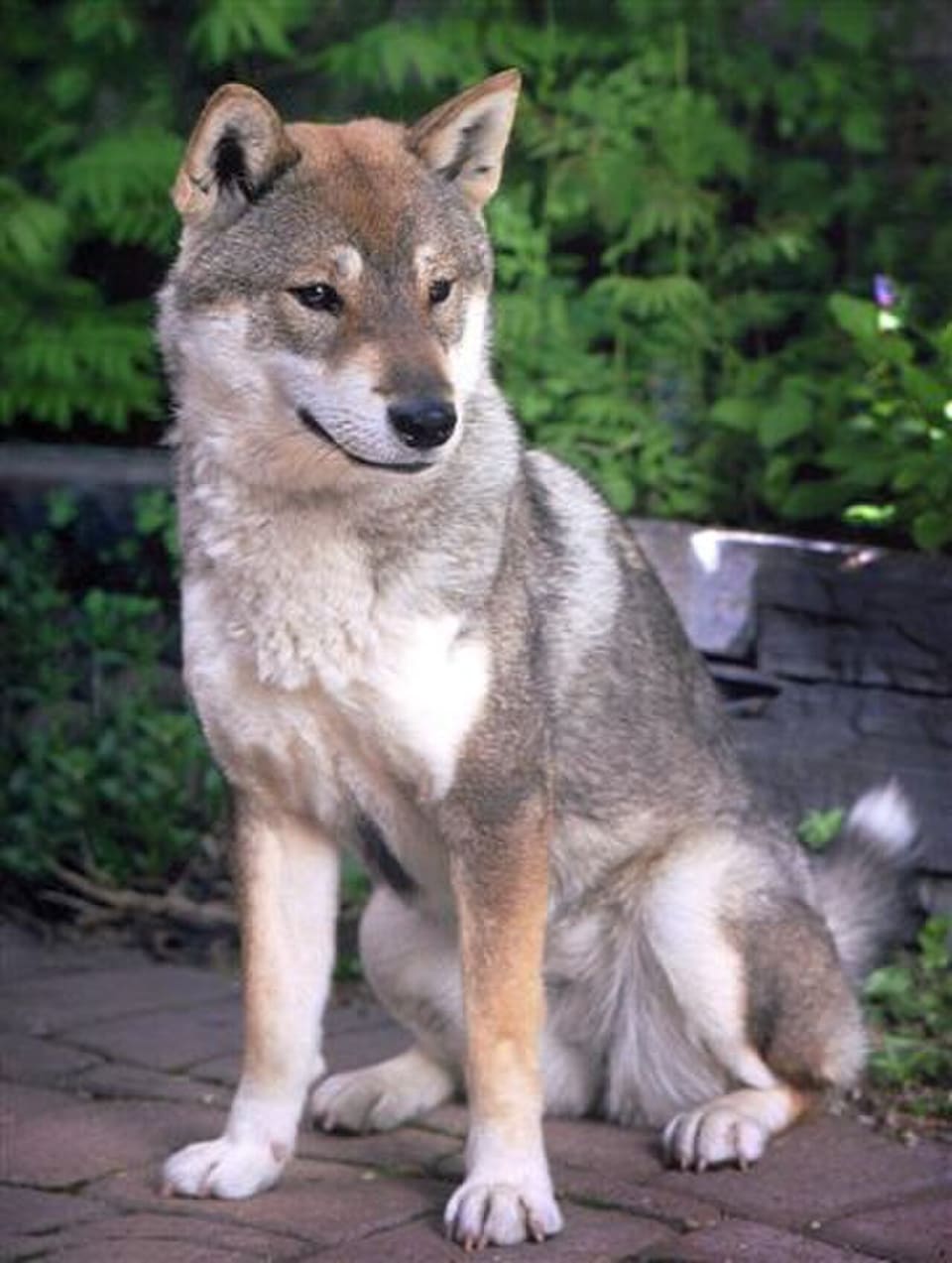 土佐犬（四国犬）