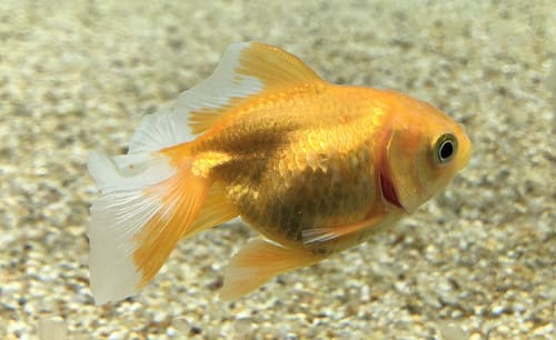 土佐金魚