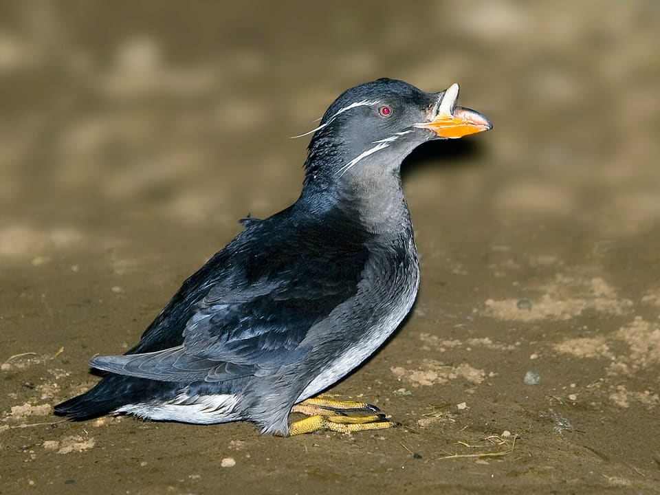 ウトウ